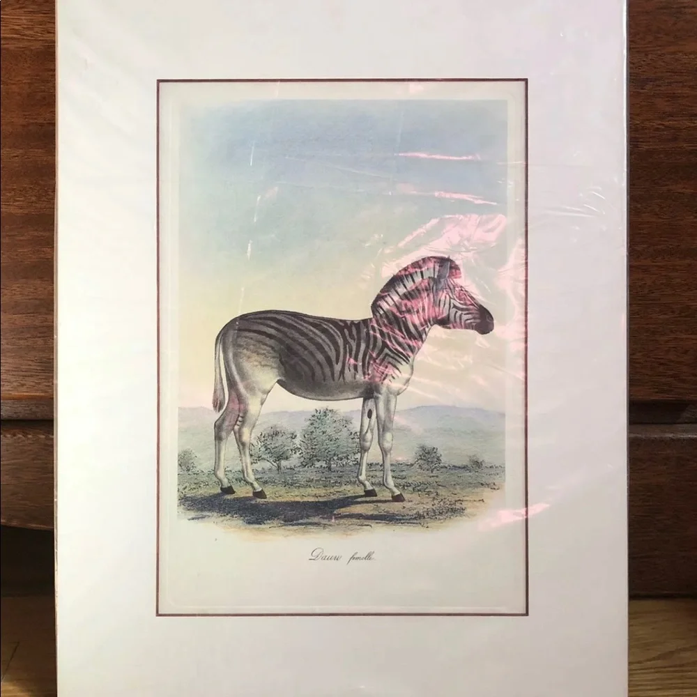 DAUW FEMELLE by Frederic‎ Cuvier Animals of Africa